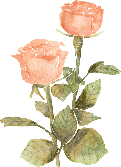 rose flower rustic illustration